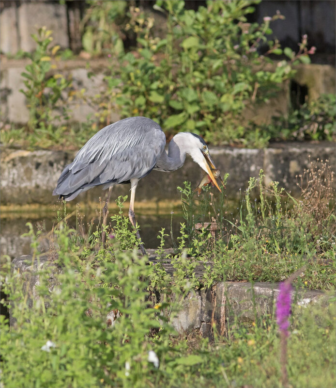 Oiseau héron pêche matin 120819 ym 11 poisson