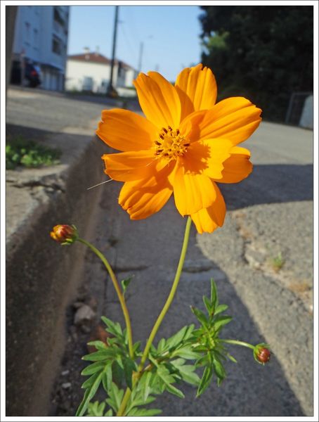 ville fleur orange caniveau 150713