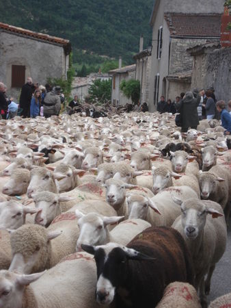 Moutons1