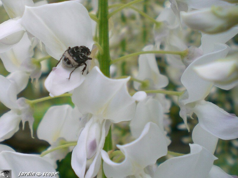 Insecte ivre des senteurs de la glycine