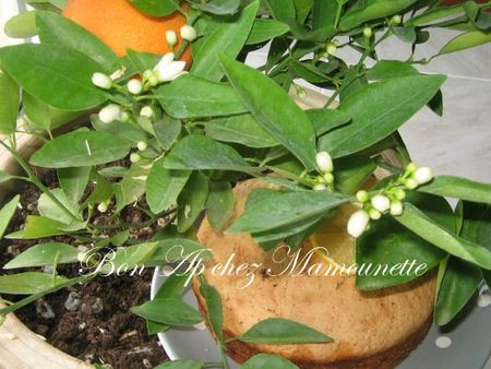 Gâteau de Savoie aux agrumes de mon jardin 019