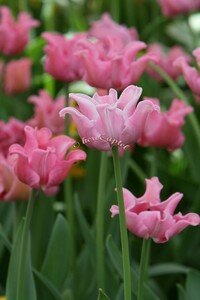 IMG_2544copie2