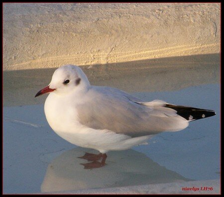 Mouette_3