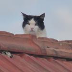 a chat3