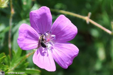 Geranium-et-guepe