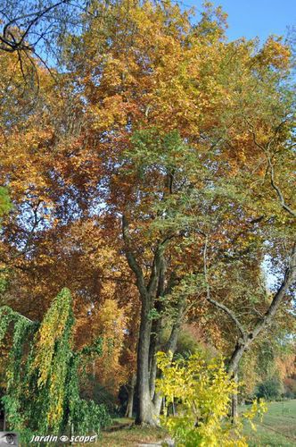 Platane aux couleurs d'automne