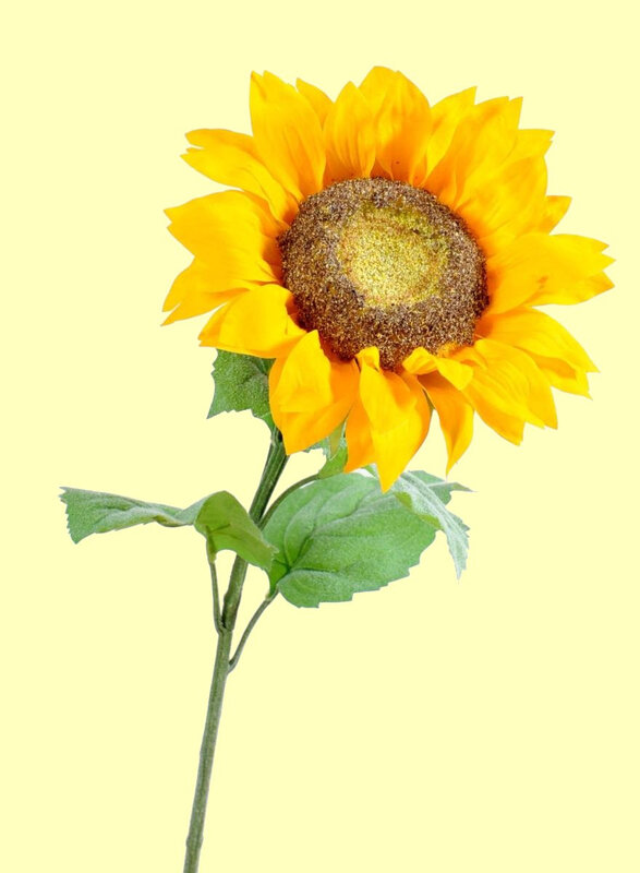 Tournesol 1