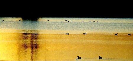 canards sur etang coucher de soleil (1)
