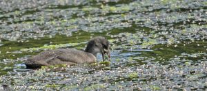 Foulque juvenile