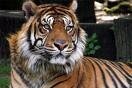 Tigre_1