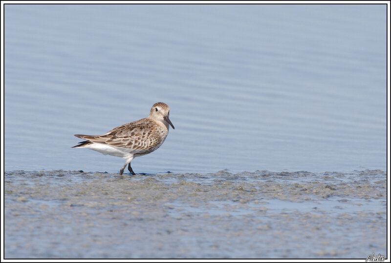 Bécasseau variable