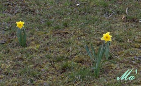 jonquilles_100314