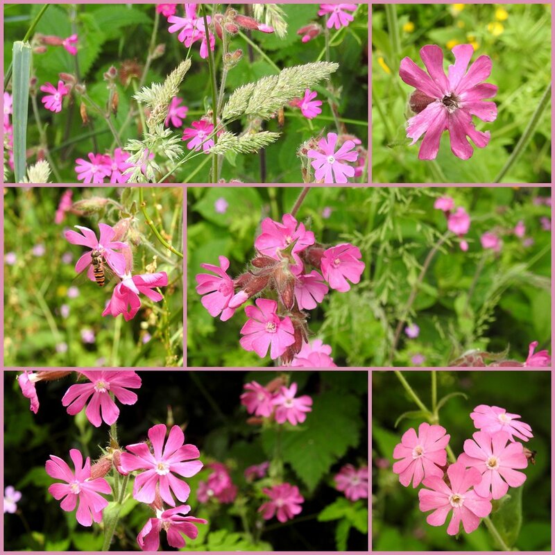 compagnon rouge, Silène dioica