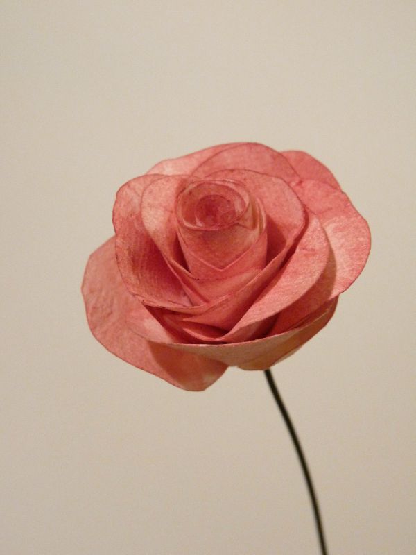 Rose de papier et acquarelle