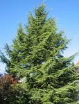 cedrus_deodara1