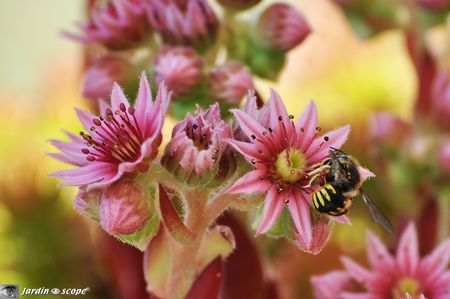 Joubarbe • Sempervivum tectorum