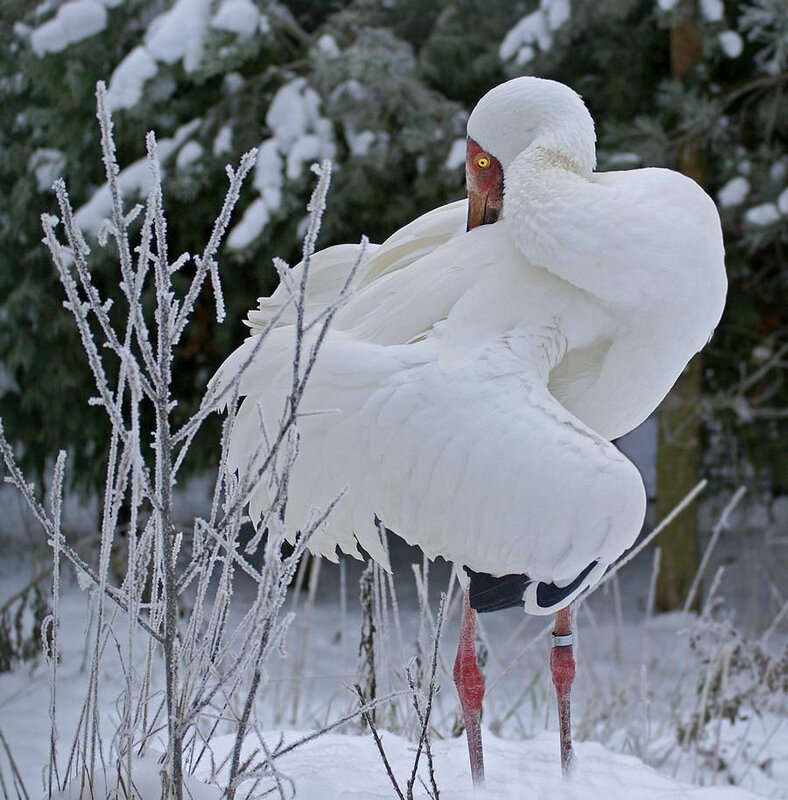 oiseau blanc neige