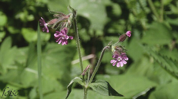 inflorescence en cyme dichotome lâche