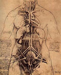 Anatomie_vieille_planche
