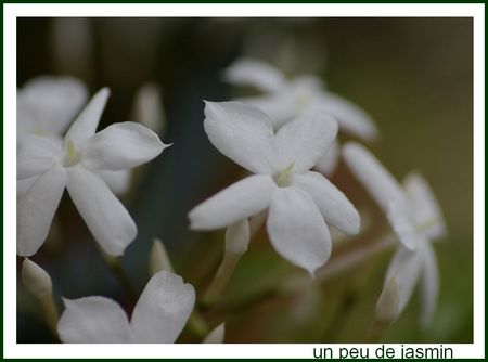 jasmin