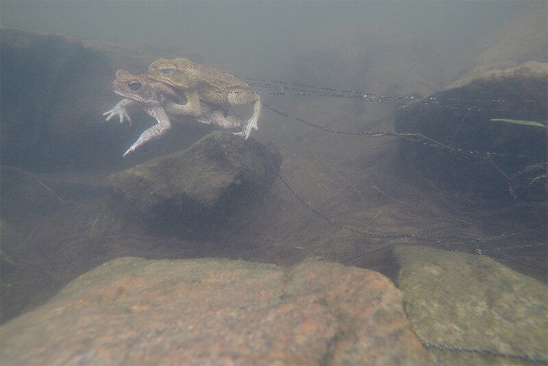 Rhinella marina