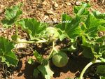 Melons et haricots verts au jardin dimanche 26 juin 2011 004