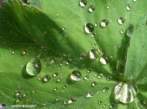 Alchemilla mollis