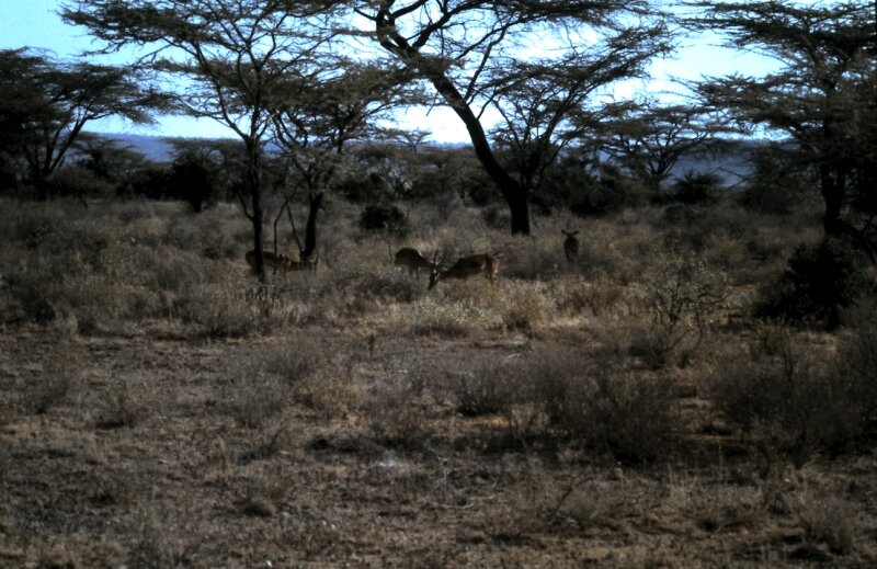 amboseli gazelle dd