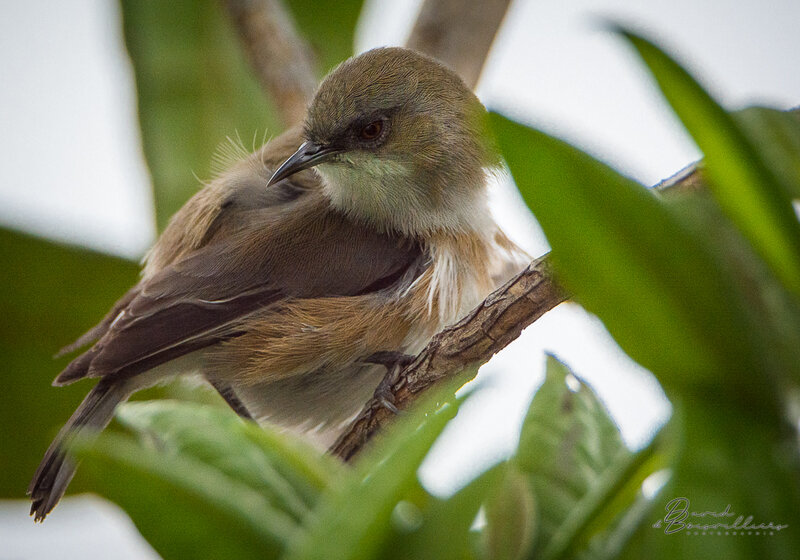 Nikon_D7100 - Tamron_150_600mmG2 - 600mm +x1.33 - f/6.3 - 1/1600s - ISO800