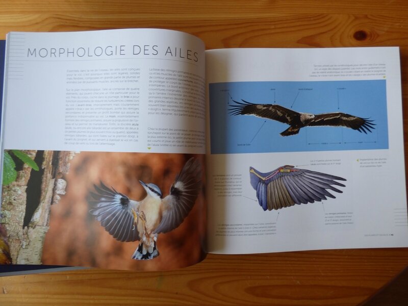 Des plumes et des ailes (1)