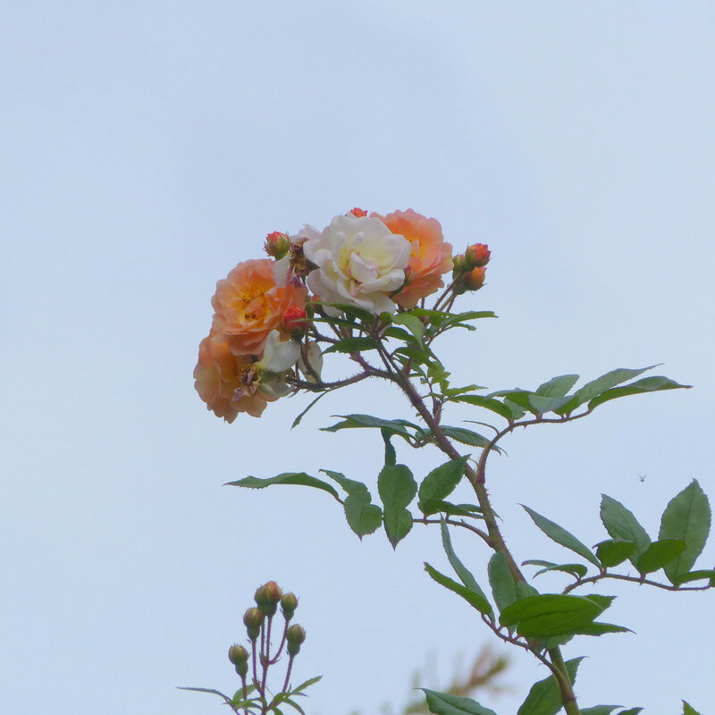 aa les fleurs du quartier10