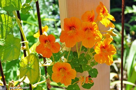 Capucine Tropaeolum majus