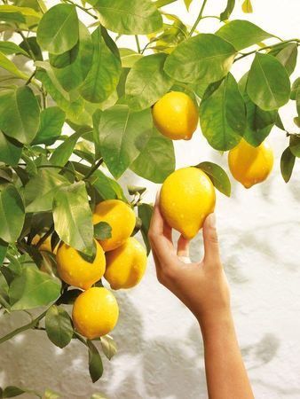 nouvelle_gamme_corps_tendre_citronsweet_lemon_L_1