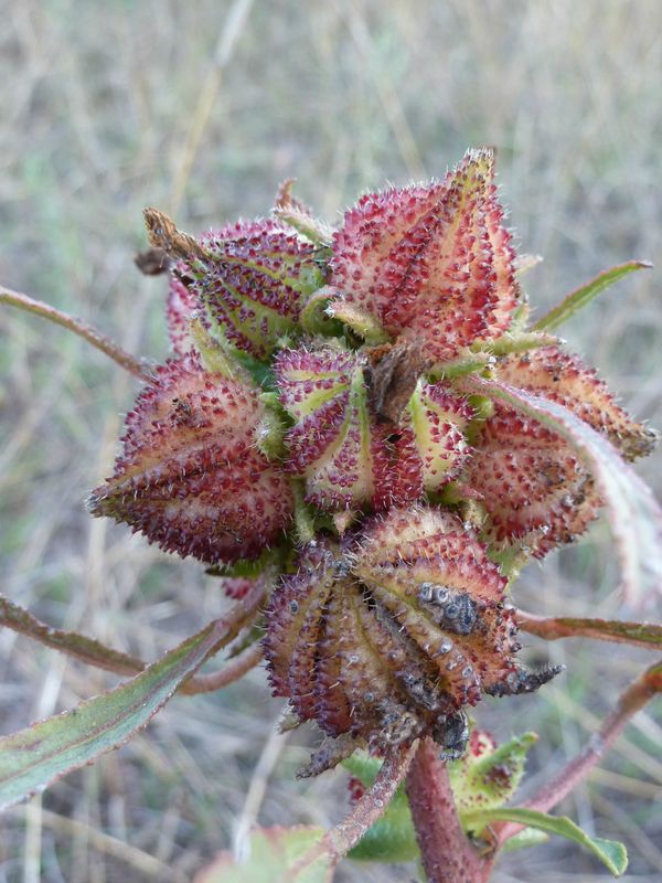 P1050252