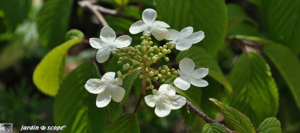 Viburnum plicatum Mariesii en fleurs