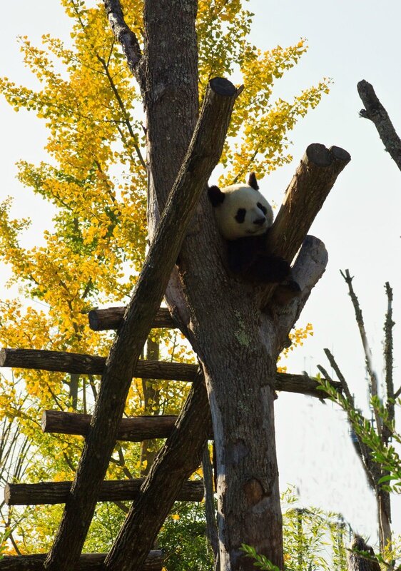 81-Panda Geant