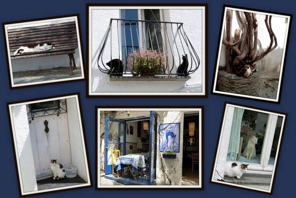 les chats