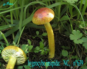 hygrocybe_insipida_n_639