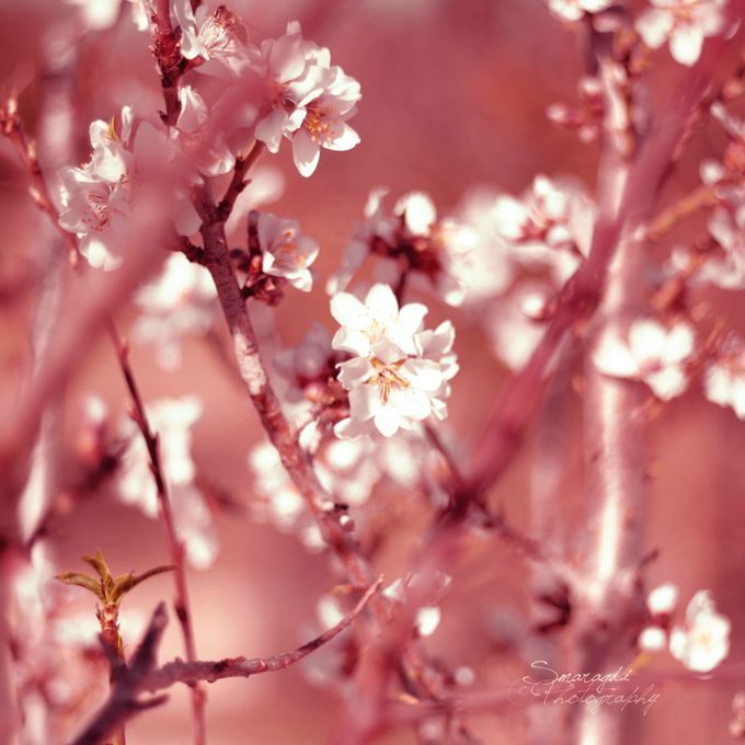 cherry blossom 4c