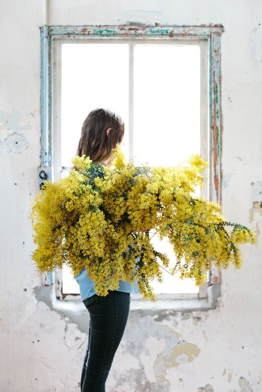 mimosa
