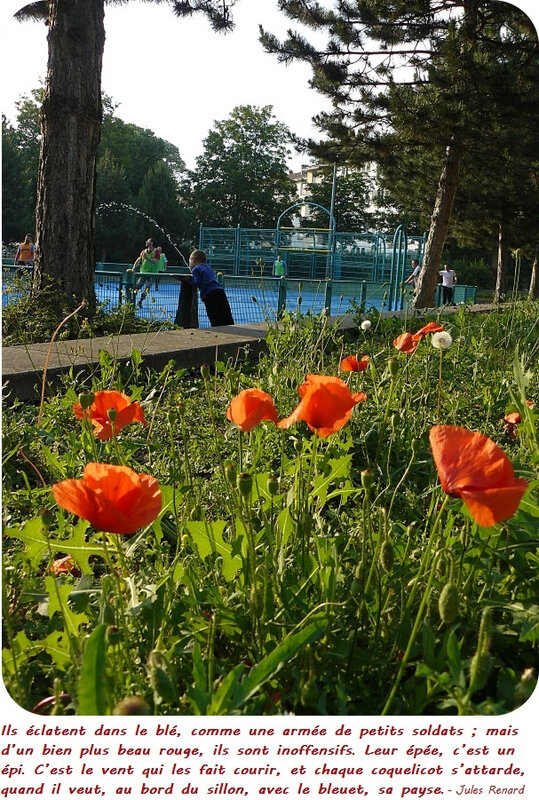 Quartier Drouot - Les coquelicots