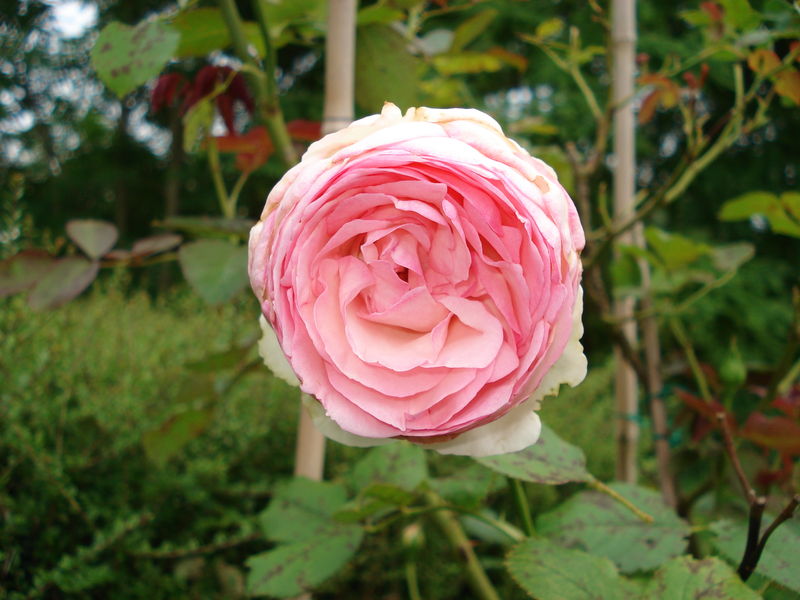 rose