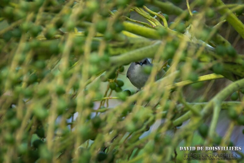 Zostérops de Maurice - Zosterops mauritianus Mauritius Grey White-eye