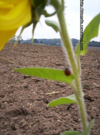 coccinelle_sur_un_tournesol