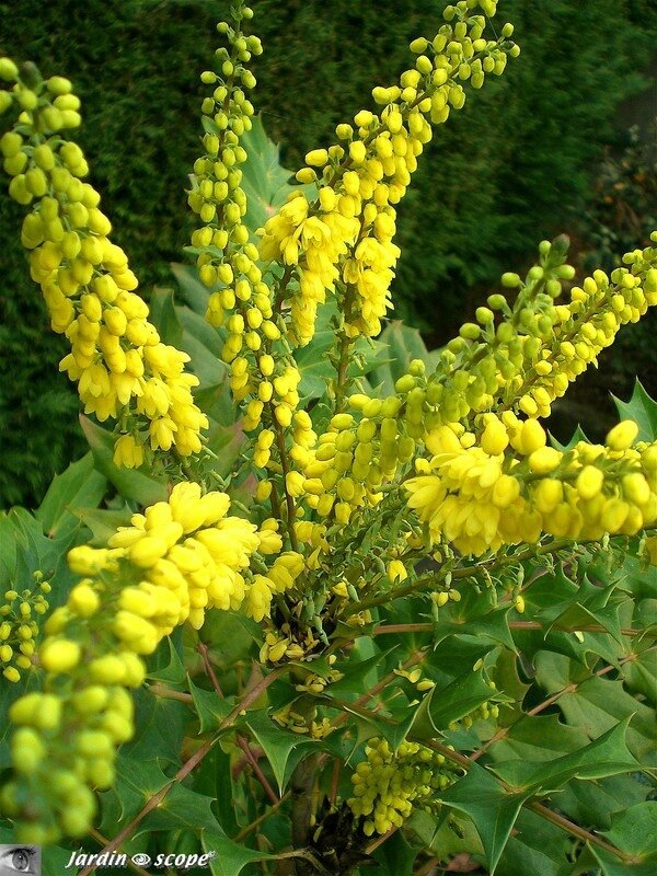 Mahonia x media Winter sun