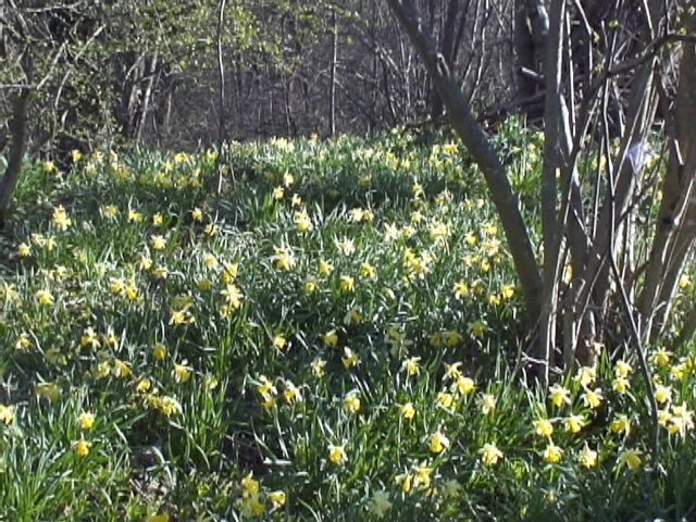 sous bois de jonquilles