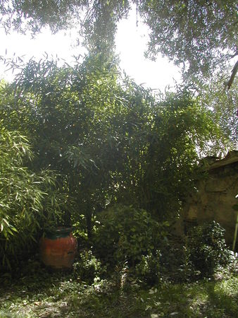 Jardinmai2010_008