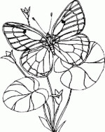 papillon-et-fleur
