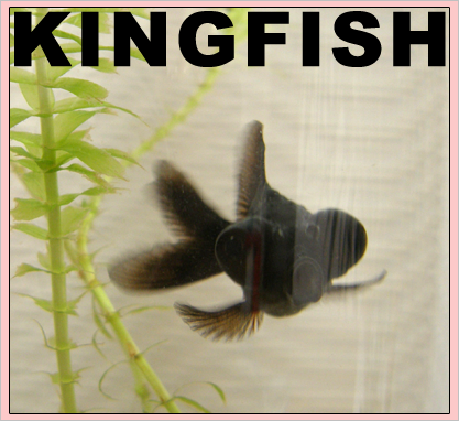 kingfish