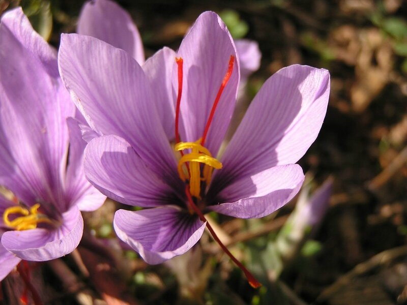 safran-crocus-sativus